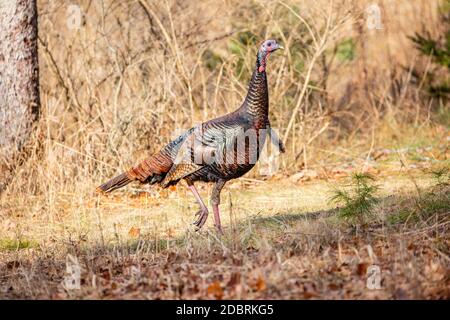 Männliche wilde türkei (Meleagris gallopavo) in einem Wisconsin-Feld im Herbst, horizontal Stockfoto