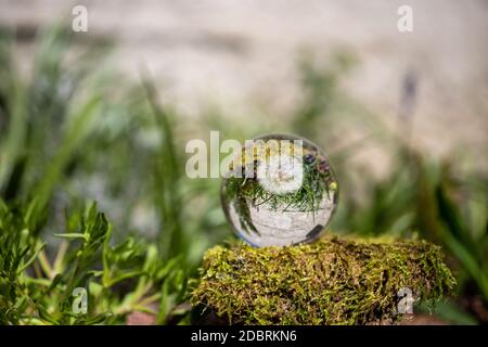 Kristallkugel mit Löwenzahn Blume auf Moos bedeckten Stein von einem grünen Gras umgeben Stockfoto