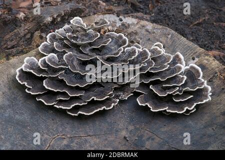 Putenschwanzpilz (Trametes versicolor). Ein weiterer wissenschaftlicher Name für diesen Pilz ist Coriolus versicolor Stockfoto