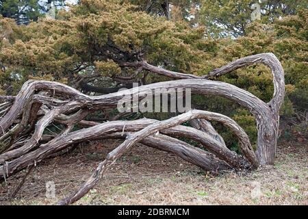 Savin Wacholder (Juniperus sabina). Auch Savin genannt Stockfoto