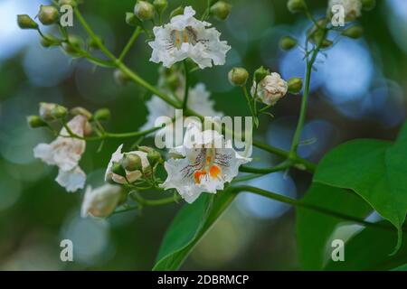 Nördlicher Catalpa (Catalpa speciosa). Auch Hardy Catalpa, Western Catalpa, Zigarrenbaum und Catawba-Baum genannt Stockfoto