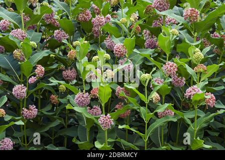 Gemeine Milchkrautpflanze (Asclepias syriaca). Auch Butterfly Flower, Silkweed, Silky Swallow-Würze und Virginia Silkweed genannt Stockfoto