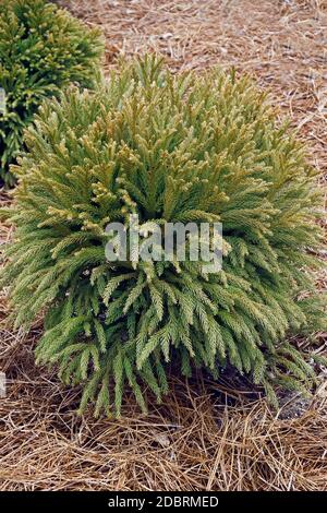 Japanische Zwergzeder (Cryptomeria japonica 'globosa Nana') Stockfoto