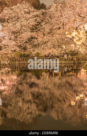 Kirschblüten im Inokashira Park (Inokashira Park). Drehort: Musashino-shi, Tokio Stockfoto