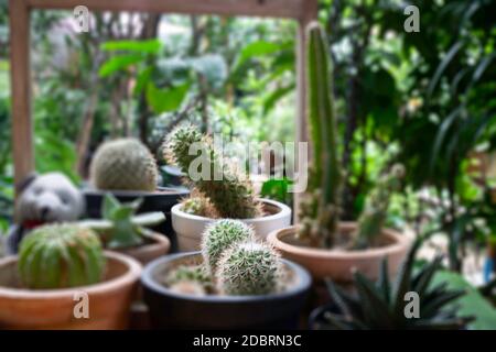 Varietät Kakteen in einer Reihe, Stock Foto Stockfoto