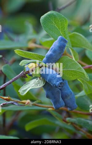 Blaues Geißblatt (Lonicera caerulea ssp. Altaica). Genannt Honigbeere, Blaubeer-Geißblatt, Sweetberry-Geißblatt und Haskap-Beere auch Stockfoto