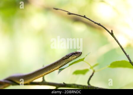 Nicht giftige glatte Schlange, Coronella austriaca klettern auf Baum, Tschechische Republik, Europa Tierwelt Stockfoto