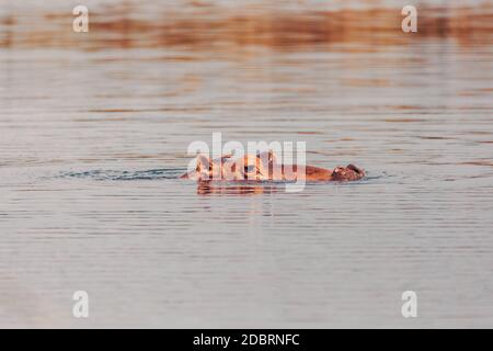 Hippo Blick aus dem Wasser, Hot Springs Seen, Oromnia Region zwischen Lake Hawassa und Shashamane, Zentral Äthiopien Afrika Tierwelt. Stockfoto