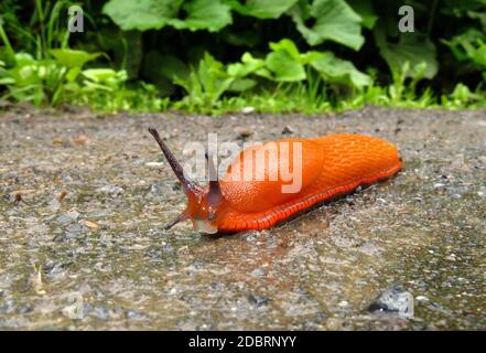 Die rote Schnecke Arion rufus unterwegs Stockfoto