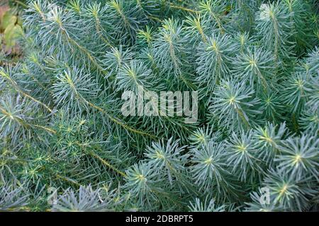 Fens Ruby Zypressen Wolfsmilch (Euphorbia cyparissias Fens Ruby). Stockfoto