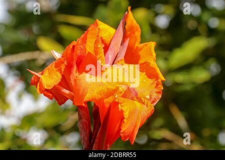 Nahaufnahme der blühenden Blüten Canna mit Knospen und Blättern, die wachsen. Regentropfen auf Blättern und Blüten. Bautiful afrikanischen Pfeilwurzel in orange Farbe. Detail Stockfoto