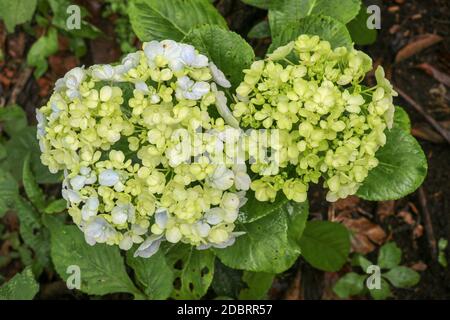 Makrofotografie von blühenden gelben, blassblauen Hortensien Blütenblättern. Natur abstrakter Hintergrund. Hortensia Macrophylla. Nahaufnahme von weiß und blass Stockfoto