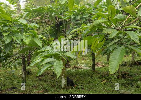 Coffea arabica Busch mit reifen arabica Kaffeebohnen ursprünglich aus Bali, Indonesien. Coffea arabica grüne Kaffeebohnen auf dem Baum. Toraja Arabica Stockfoto