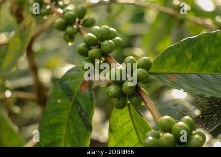 Arabica-Kaffeebohnen. Coffea arabica grüne Kaffeebohnen auf dem Baum. Toraja Arabica Stock Fotografie Kirschbohne auf dem Kaffeebaum. Zweig mit reifen Stockfoto