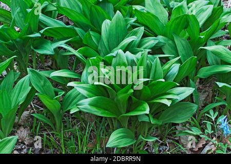 Ramsons (Allium ursinum). Genannt Buckrams, Wild Knoblauch, breitblättrigen Knoblauch, Holz Knoblauch, Bear Leek und Bärlauch. Stockfoto