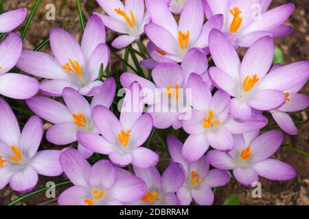 Woodland-Krokus (Crocus Tomassinianus). Frühe Krokusse, Tommasinis Krokus und Tommies auch genannt Stockfoto