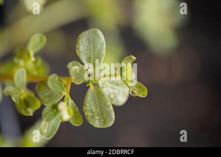 Purslane-Gemeine Pflanze der Art Portulaca oleracea Stockfoto