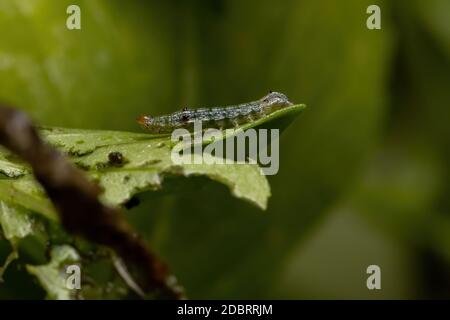Raupe einer Cutworm Moth der Familie Noctuidae on Eine süße Basilikumpflanze der Art Ocimum basilicum Stockfoto
