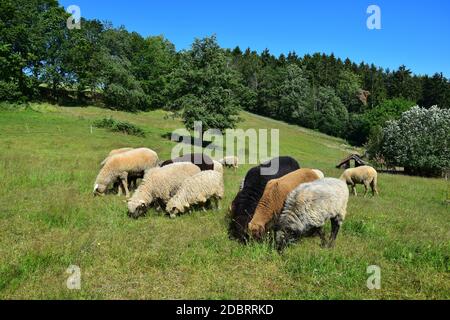 Ein paar Schafe verschiedener Rassen und Farben grasen in einer Wiese. Landkreis Cham, Oberpfalz, Bayern, Deutschland. Stockfoto