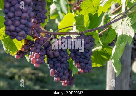 Rotwein Rebsorte Pinot Gris in einem Weinberg in Brauneberg an der Mosel Stockfoto