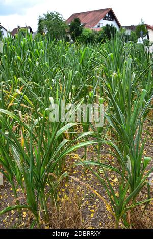 Ein maisfeld. Sind die Pflanzen ihre Blätter durch eine lange Periode ohne Regen. Stockfoto