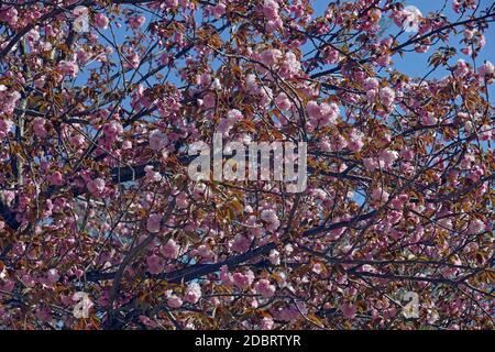 Japanische Kirsche (Prunus Serrulata). Cherry Hill genannt, Orientalische und ostasiatische Kirsche Kirsche auch. Stockfoto