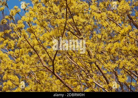 Frühling Glühen Cornelian Cherry Hartriegel (Cornus Mas Spring Glow) Stockfoto