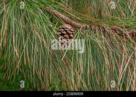 Gelb-Kiefer (Pinus Ponderosa). Bull-Kiefer, Blackjack Kiefer und Western Yellow Pine auch genannt Stockfoto