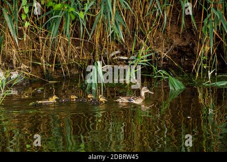 Eine Ente mit Enten in der Tierwelt Stockfoto