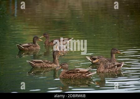 Herde von Enten schwimmen im See, Familie, Frühling, Reflexionen, braun, Ruhe Stockfoto