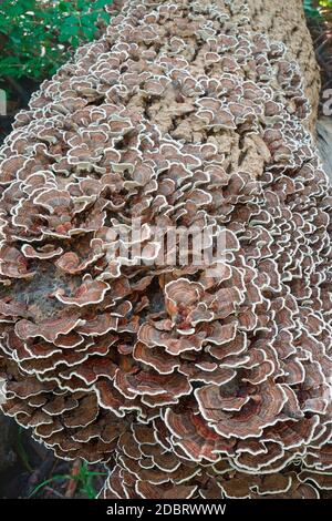 Türkei Schwanz (Trametes versicolor). Eine andere wissenschaftliche Namen sind und Polyporus Coriolus versicolor versicolor. Stockfoto