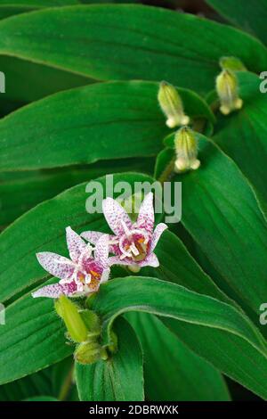 Krötenlilie (Tricyrtis hirta). Auch Hairy Krötenlilie genannt. Ein weiterer wissenschaftlicher Name ist Tricyrtis japonica. Stockfoto