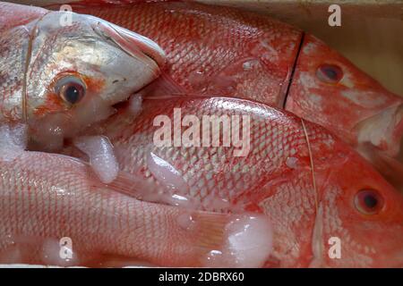 Frische Meeresfrüchte auf Eis auf dem Jimbaran Fischmarkt. Frischer Fisch Red Snaper Verkauf auf dem Fischmarkt in Jimbaran. Roter frischer Fisch zum Verkauf in Pasar Ikan Stockfoto