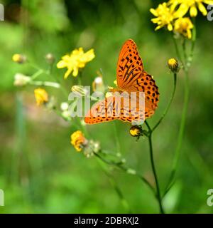 Schmetterling auf einer Blume, Argynnis paphia Stockfoto