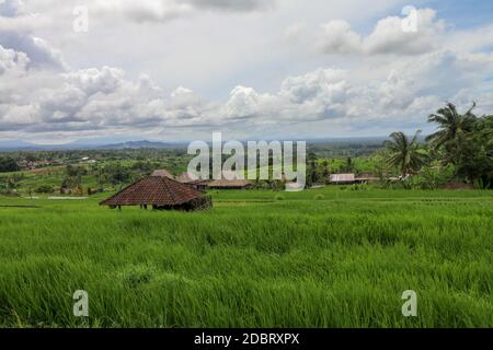 Schöne Landschaft Blick auf Reisfeld mit Schutz für Kühe. Blick auf einen Kuhstall auf Reisterrassen Stall für Rinder zwischen Feldern. Jatiluwih paddies in Stockfoto