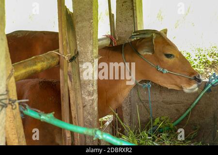 Schutz für Kühe in Reisfeldern. Braunes Rind steht in einem Stall. Berühmte Jatiluwih Reisfeld und Schutz in Bali, Indonesien. Stockfoto