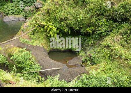 Kleiner Wald Pfütze Sumpf, See oder Teich im Park mit einer Reflexion auf den blauen Himmel, Natur und Wald Bäume im Wasser, umgeben von grünen Gras, Pflanzen Stockfoto