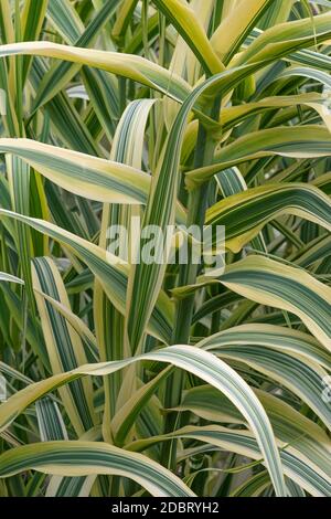 Riesenstock (Arundo Donax). Auch Carrizo, Arundo, Spanischer Stock, Colorado River Reed, Wilder Stock und Giant Reed genannt Stockfoto