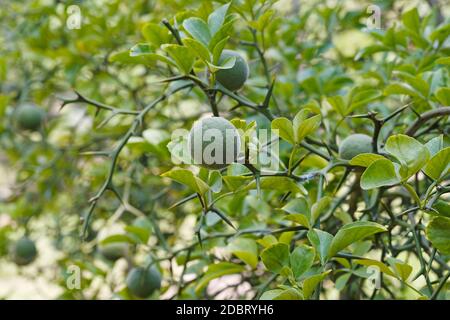 Trifoliat Zitrus (Poncirus trifoliata). Auch japanische Bitterorange, Hardy Orange und chinesische Bitterorange genannt Stockfoto