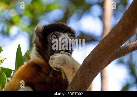 Ein Sifaka Lemur, der sich in der Baumkrone bequem gemacht hat Stockfoto