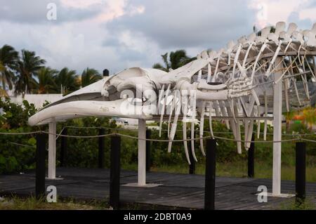 Jungfische, Balaenoptera physalus Skeleton, ausgestellt am progreso Strand in Yucatan, Mexiko Stockfoto