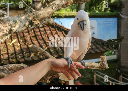 Frau Hand berühren schöne Exemplar von coockatoo. Cute Cacatua Moluccensis steht auf einem Zweig eines Holzes und streichelte seine Federn. Lachs Crested Stockfoto