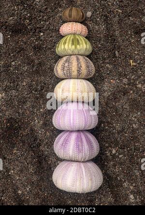 Mehrfarbige Seeigel Muscheln auf nassem schwarzen Vulkansand. Verschiedene bunte Seeigel am Strand. Gruppe von Muscheln auf Echinoidea purple, Orang Stockfoto