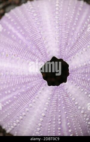 Detail von violett gefärbten Seeigel Muscheln auf dem nassen Sand. Nahaufnahme der Disambiguation am Strand mit schwarzem Vulkansand. Hintergrund des Purple Sea Stockfoto