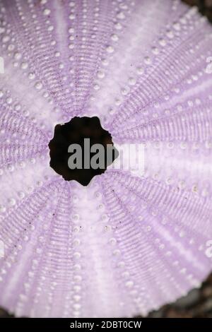 Nahaufnahme von Skeletten eines Seeigel in Schattierungen von lila Farbe. Detail von violett farbigen Muscheln auf dem nassen Sand Hintergrund. Ansicht von oben Seeigel Stockfoto