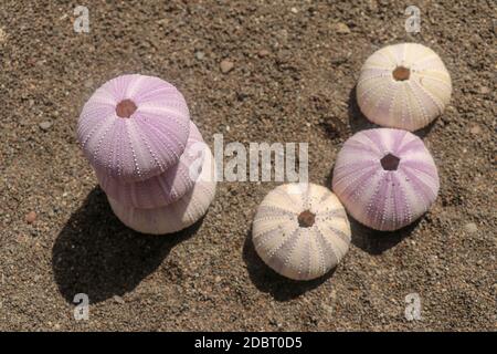 Nahaufnahme Hintergrund der Skelette eines siehe Seeigel in den Schattierungen von lila und gelb Farbe. Detail von violett gefärbten Seeigel Muscheln auf dem nassen Sand. Ja Stockfoto