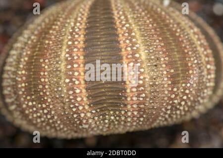 Braun und schwarz Skelett Muster.hin. Nahaufnahme der Disambiguatio als Hintergrund. Nahaufnahme Hintergrund von Skeletten der Schale in Schattierungen von lila Farbe. Mac Stockfoto