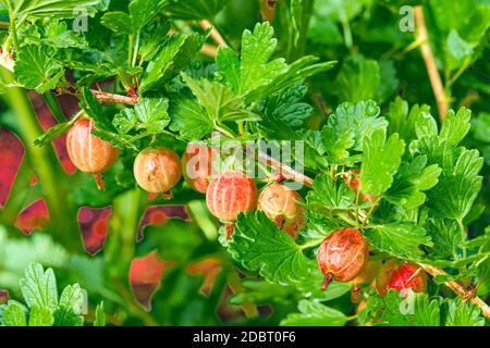 Die großen rot-violetten Beeren der Stachelbeere hängen vom Zweig der Ein stacheliger Busch Stockfoto