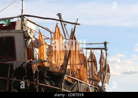 Fisch trocknet in der Sonne am Strand Stockfoto