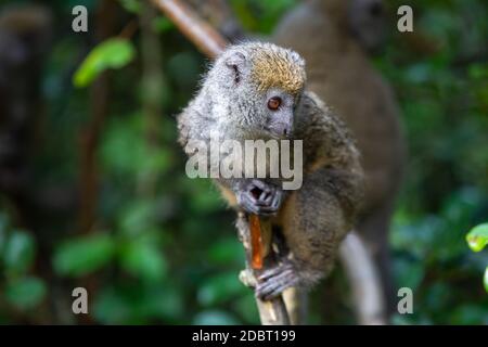 Ein Lemur beobachtet Besucher vom Ast eines Baumes Stockfoto